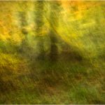Bronze - Forest Colour - Chris Parker