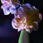 Commended - Amaryllis in a Vase - Graham Dunn