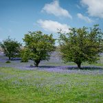 Commended - Bluebells at Holwell Lawn - Christina Burton