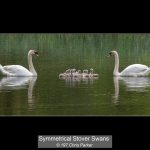 BRONZE Symmetrical Stover Swans - Chris Parker