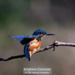 COMMENDED Kingfisher Exercises - Joanna Humphrey