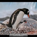 GOLD Gentoo Feeding - Antarctic - Chris Marsham