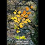 SILVER - Autumn Leaves - Chris Parker